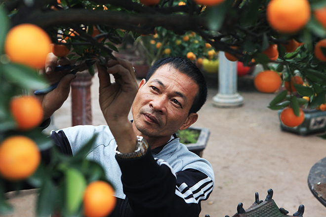 Đẹp mê hồn, quất tiểu cảnh cây đa giếng nước sân đình